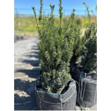 Тис середній Хіллі 80-100 см 